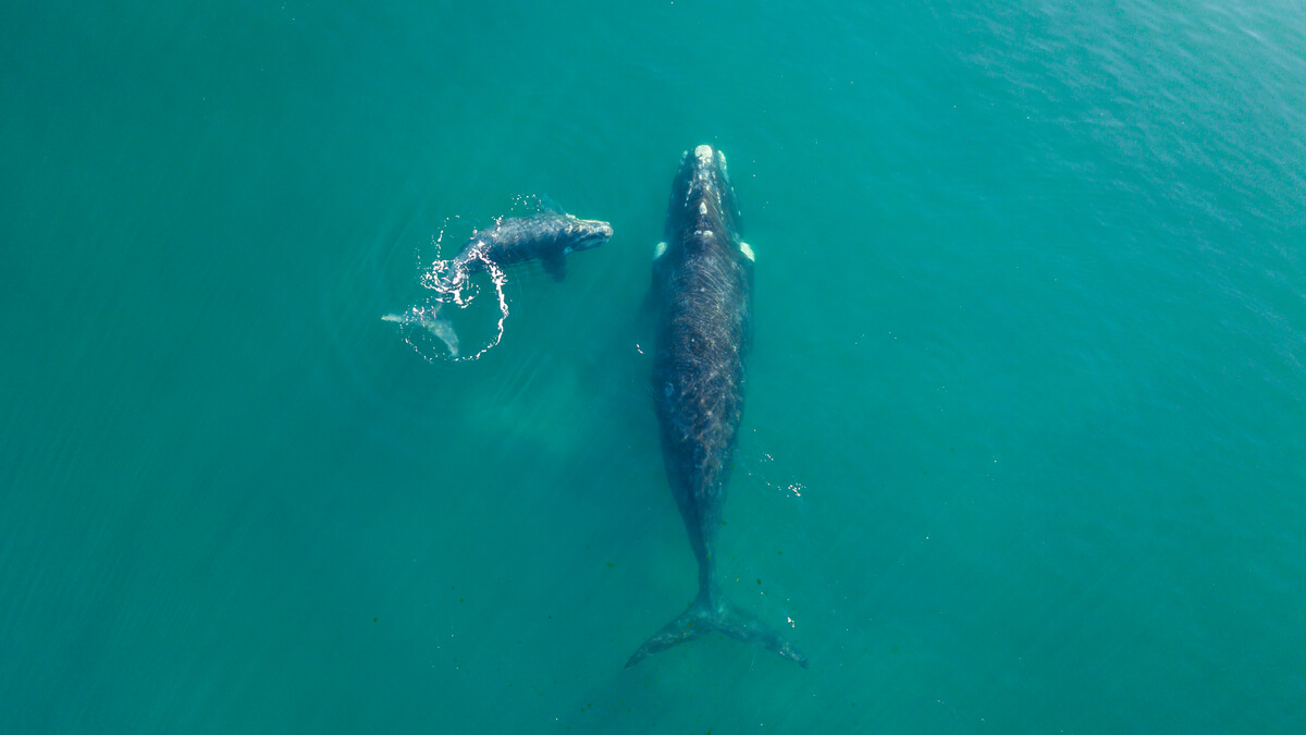 right whales population